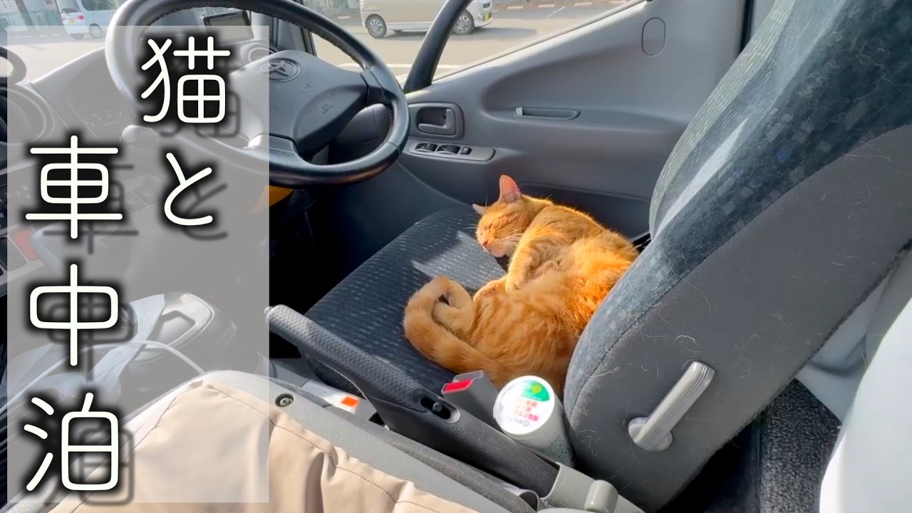 体を整えて、猫３匹とゆっくり車中泊。