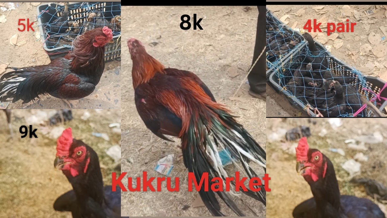 Kukru Market visit 🔥 #aseelmurga #murgamarket #topquality #trendingvideo 