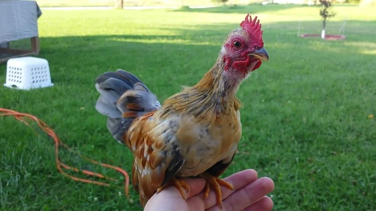 🐓Bantam Rooster Crowing Compilation 🐔 Mini Rooster Crow Sounds 😄