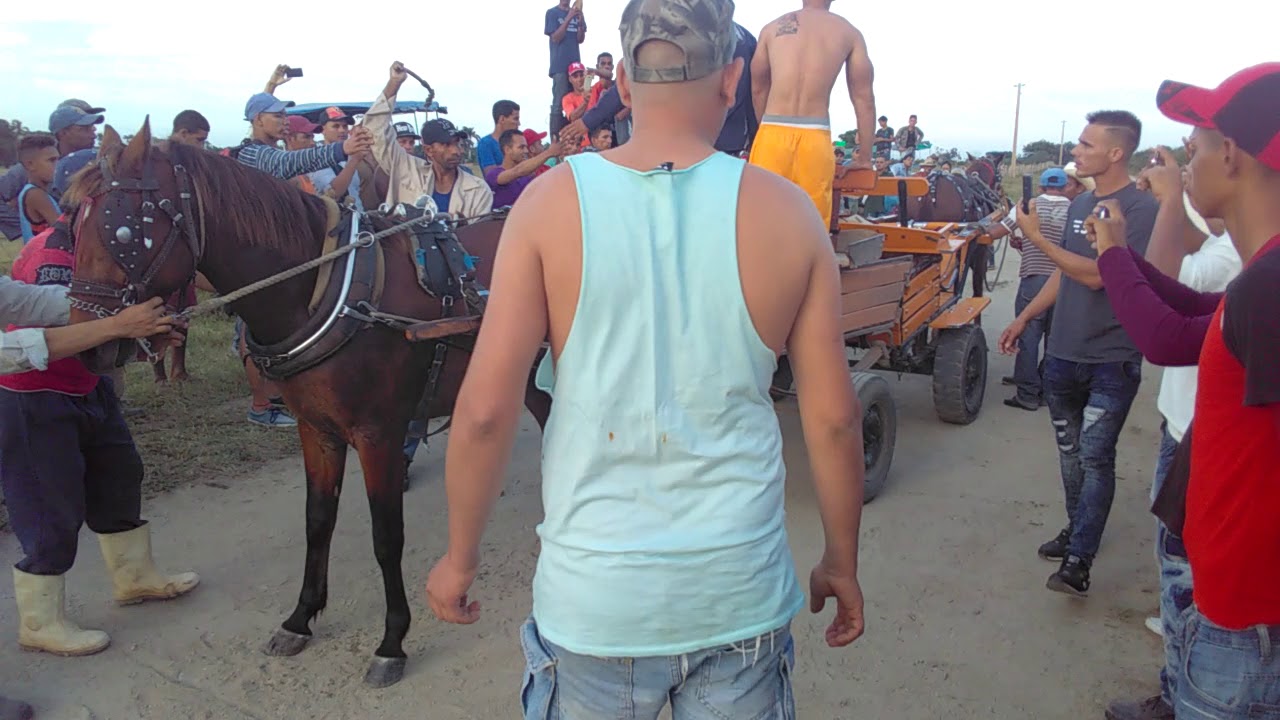 Caballos de fuerzas en Camagüey Cuba