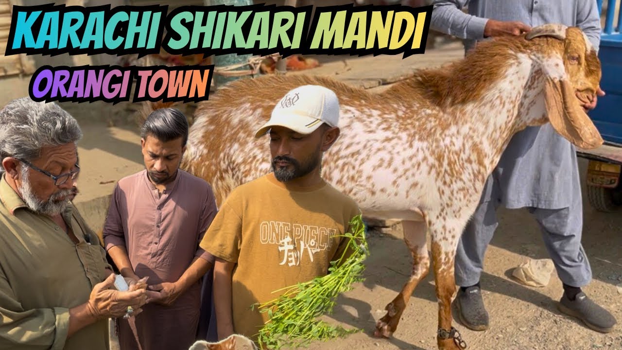 Karachi Shikari Mandi | Orangi Town Bakra Mandi Latest Rate Update - 8 February 2026