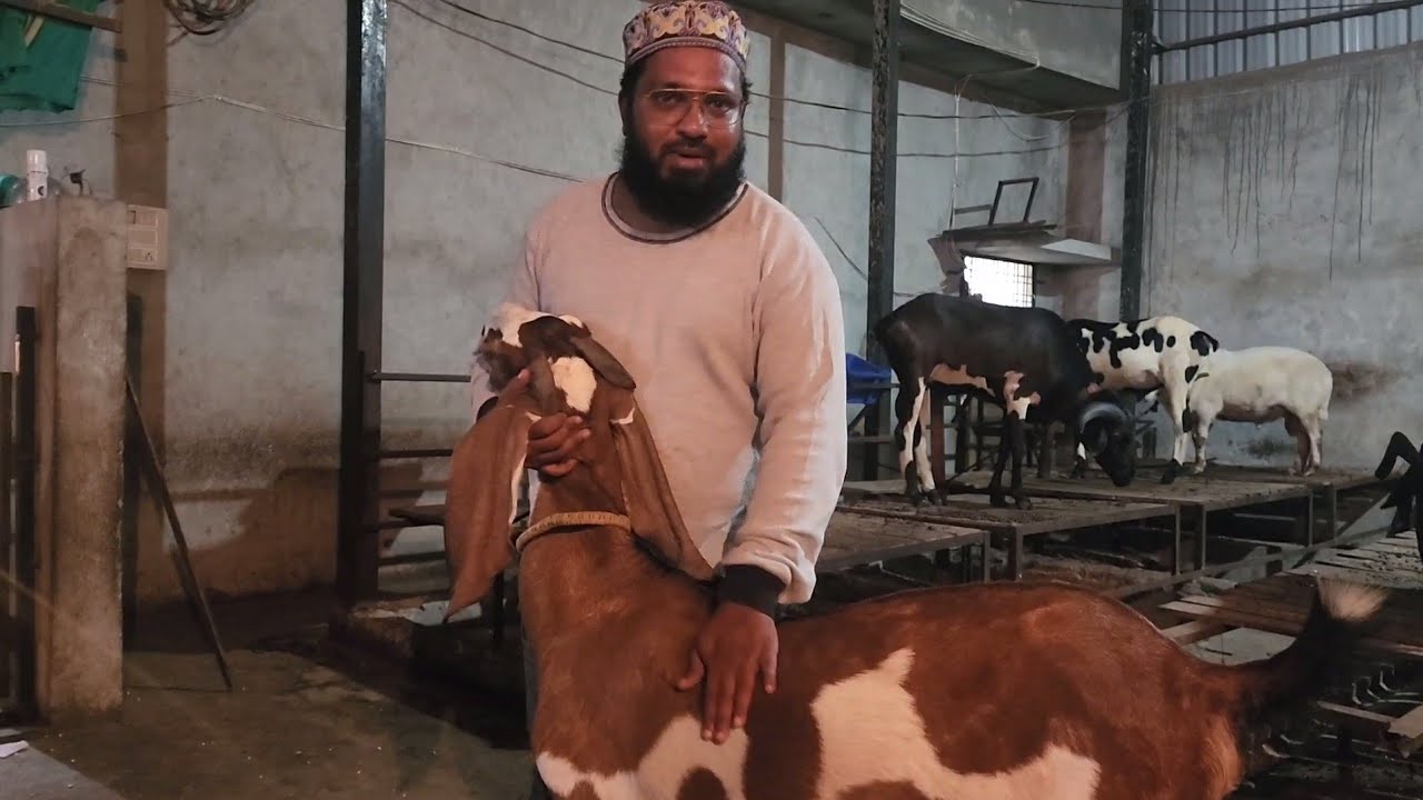 Biggest Palai Setup Of Hyderabad | Lake View Goat Farm.
