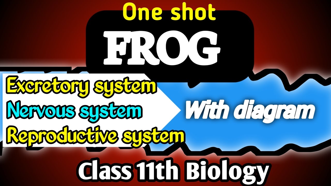 Frog :- Excretory System, Nervous System, Reproductive System ।। By Babali mam class 11th biology 