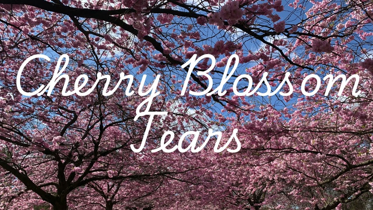 Cherry Blossom Tears - Version 1