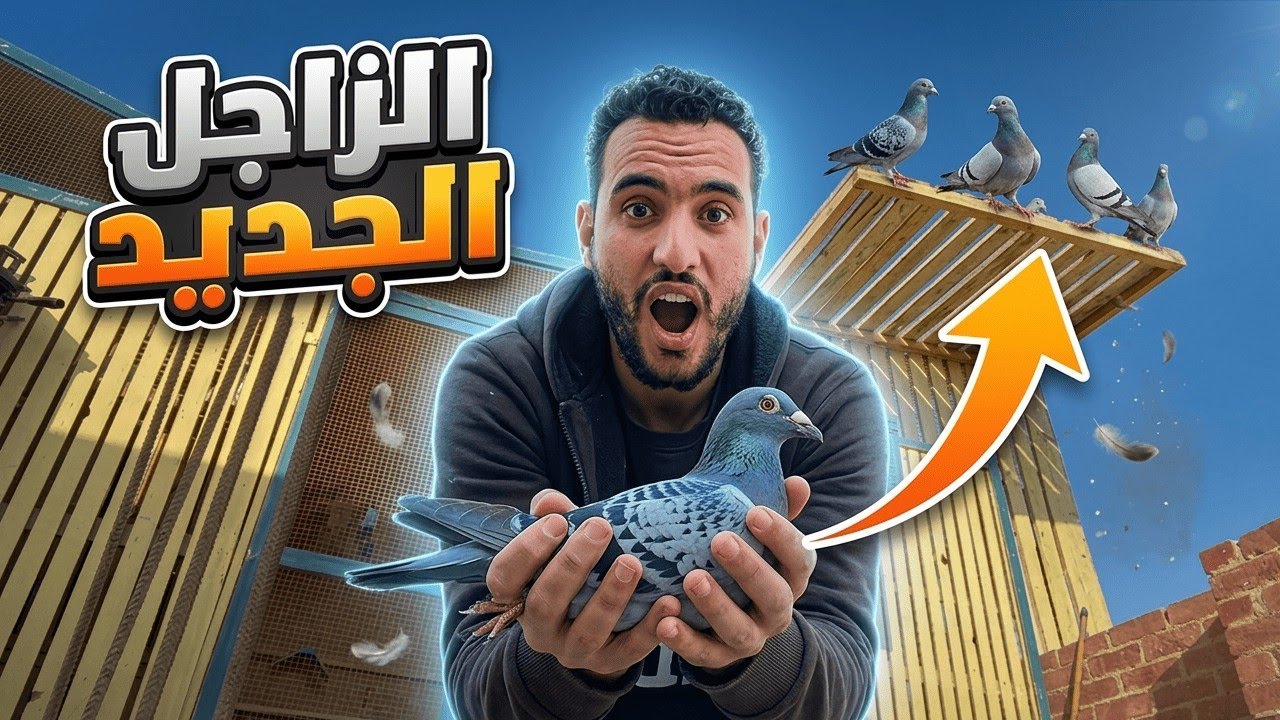 طريحه زغاليل الزاجل الجديده 😀 اولاد ابطال !
