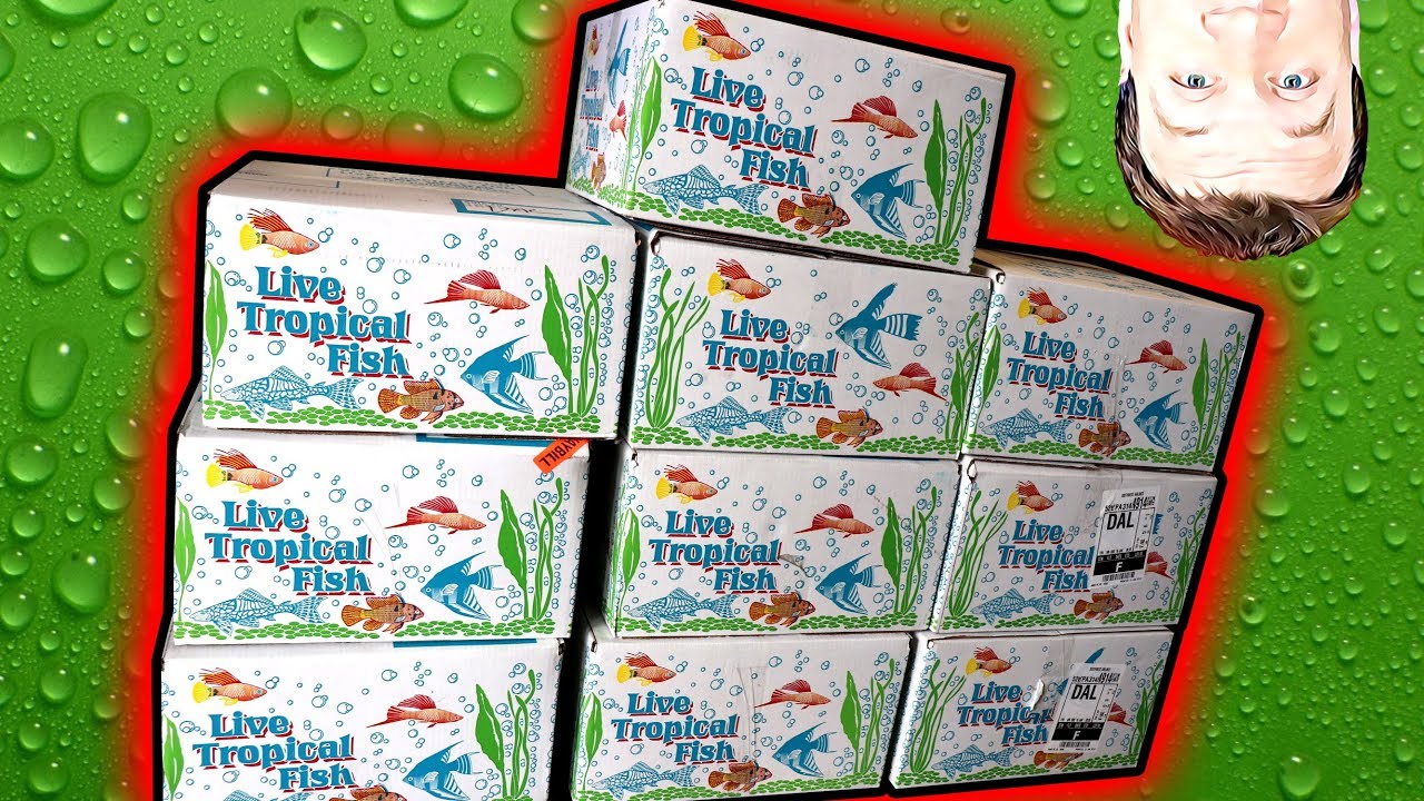 Captive Breed Tropical Fish Store Unboxing 10 Cases!!