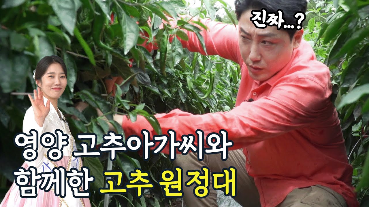 청년회장이 이래 봬도 고추 수확 4년 차! 순식간에 한 포대 가득 채우는 비결 알려드림