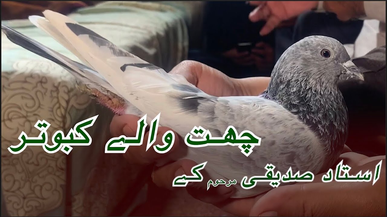 استاد صديقی مرحوم کے چھت والے کبوتر | Mohsin Naqvi : 🇵🇰+92 321 6126212🇵🇰