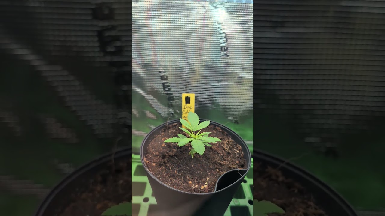 Seedlings from Inhouse and dirty bird genetics 🧬