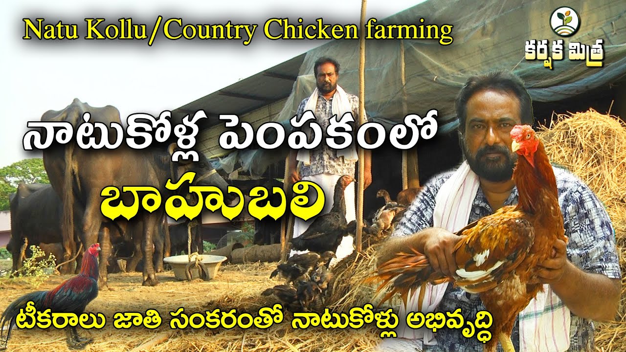 30 ఏళ్లుగా నాటు కోళ్ల పెంపకంతో విజయపథంలో రైతు || Asil Country Chicken farming || Karshaka Mitra