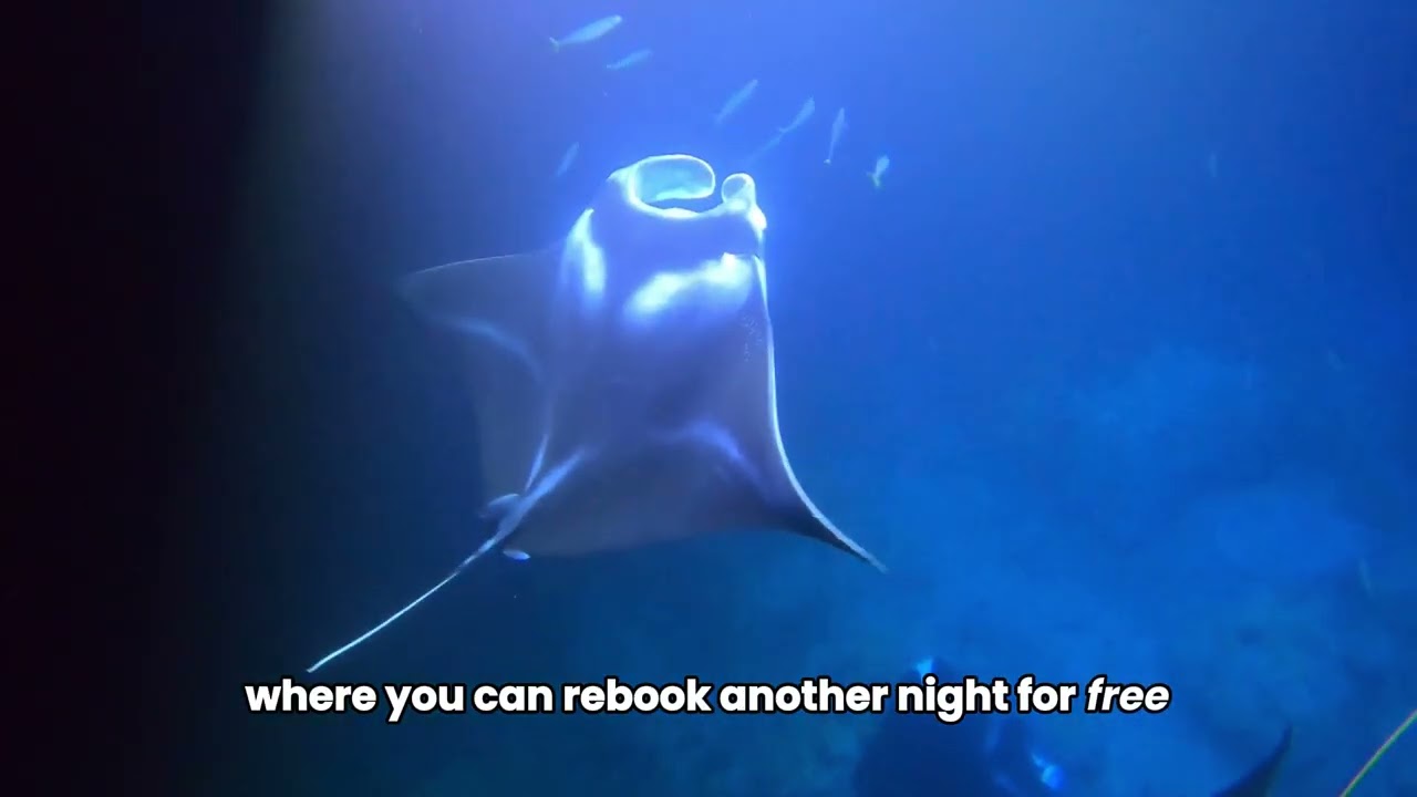 The BEST Manta Ray Experience in Kona