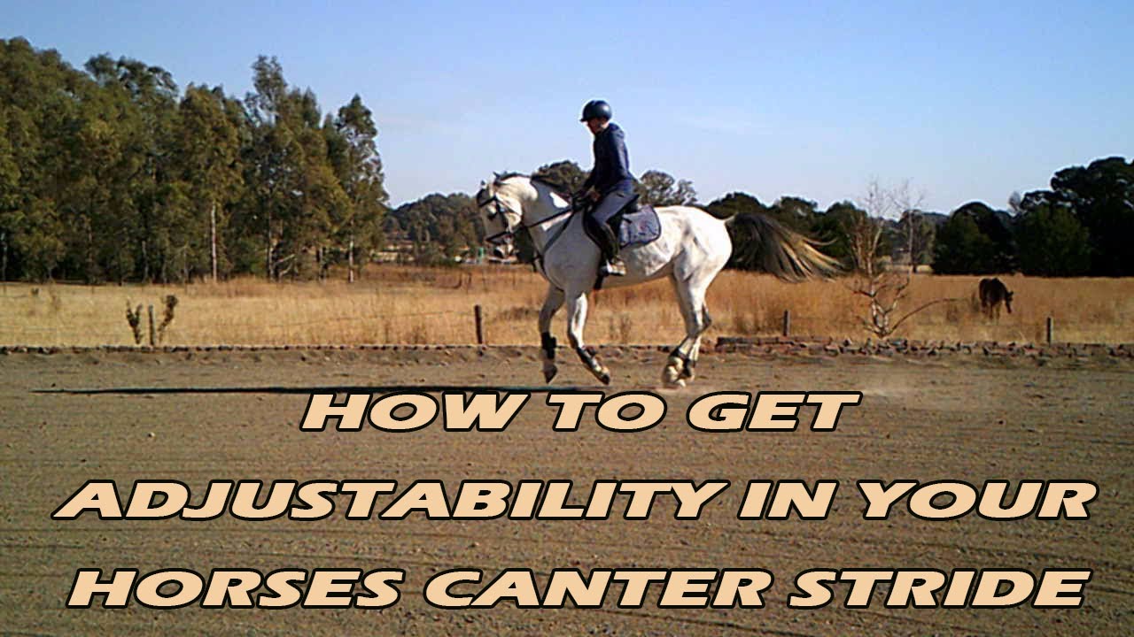 Show jumping flatwork exercises (1 of 5)
