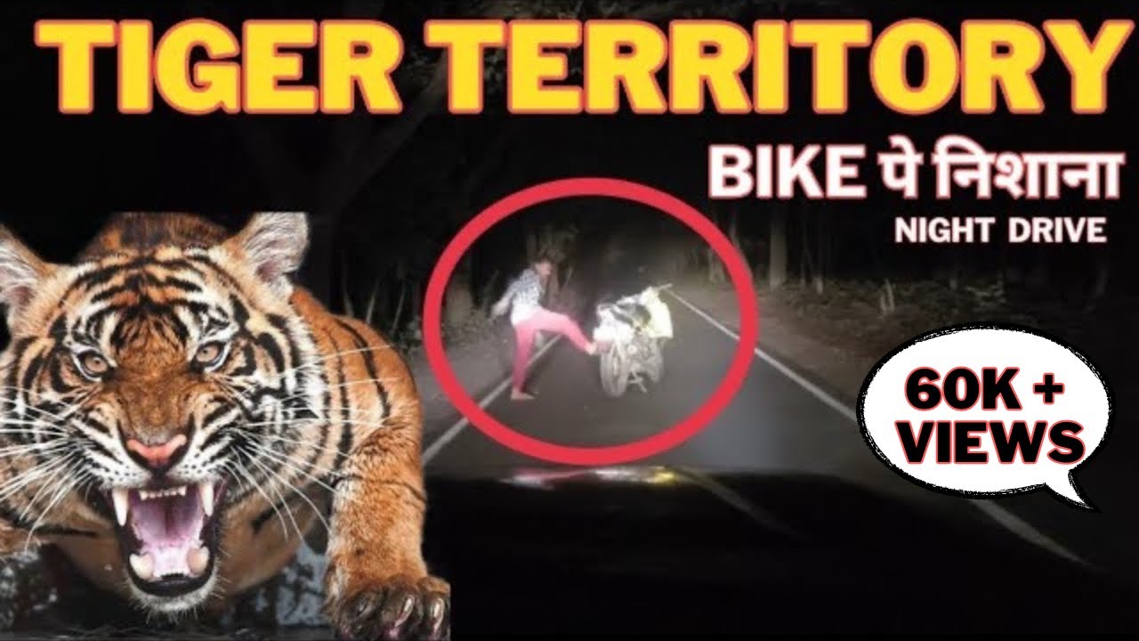 TIGER TERRITORY‼️Bike पे निशाना | Night Drive In Tiger Reserve