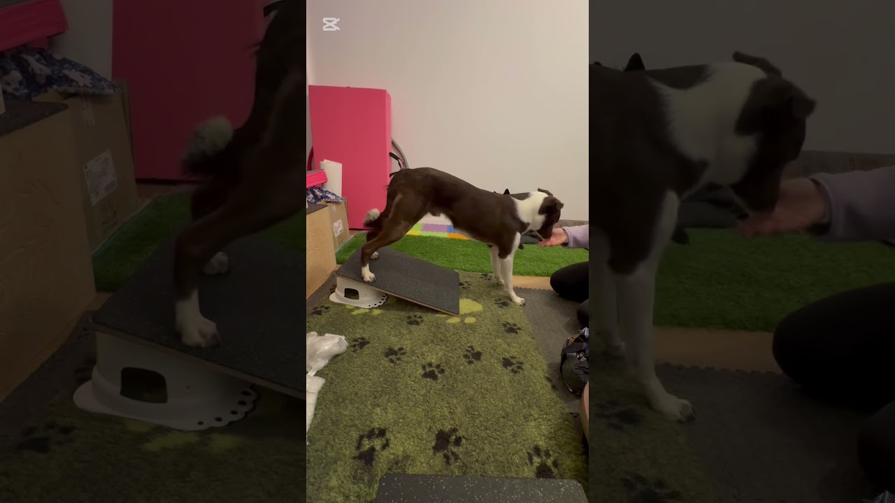 #dogfitness  Target tyłem + naprowadzenie smaczkiem głowy do przodu