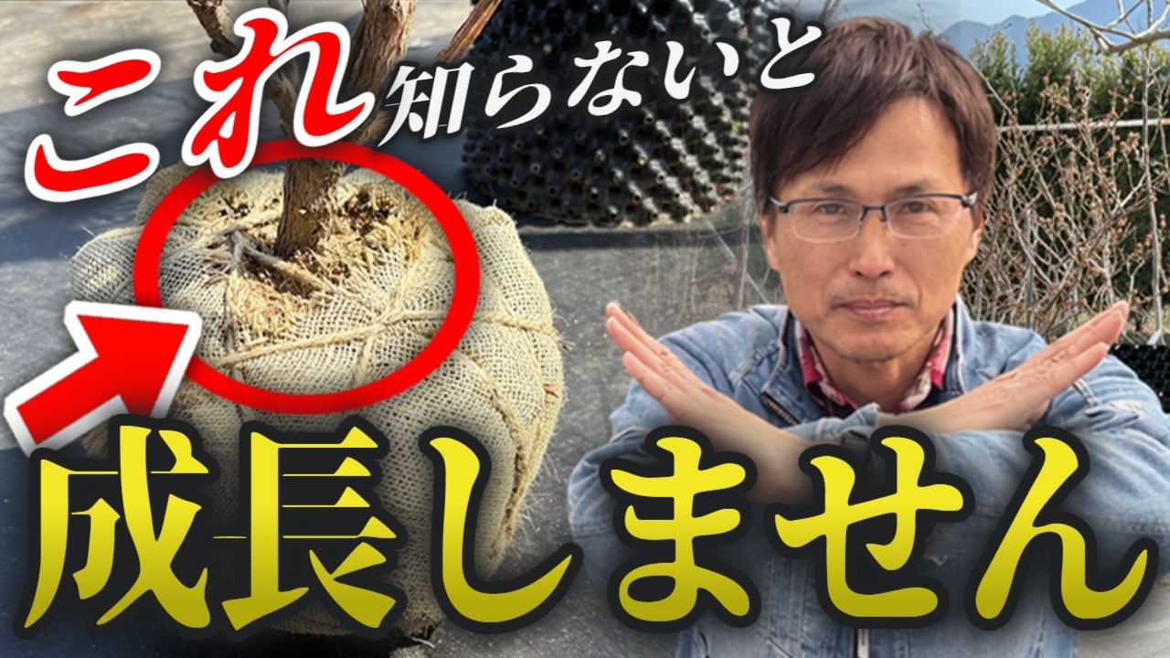 【ブルーベリ】大苗なのに強剪定する理由｜植え替え・剪定解説