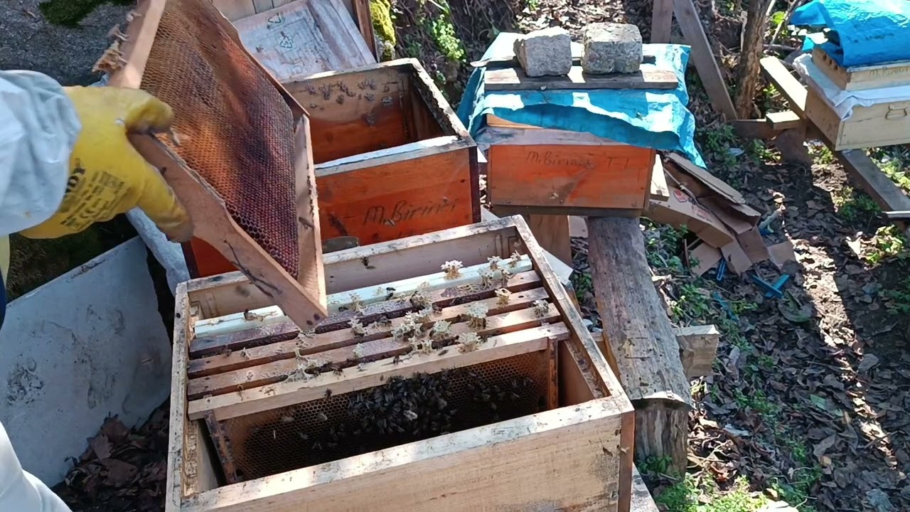 2025 yılı ilk #koloni kontrolü... #peekeeping #honey