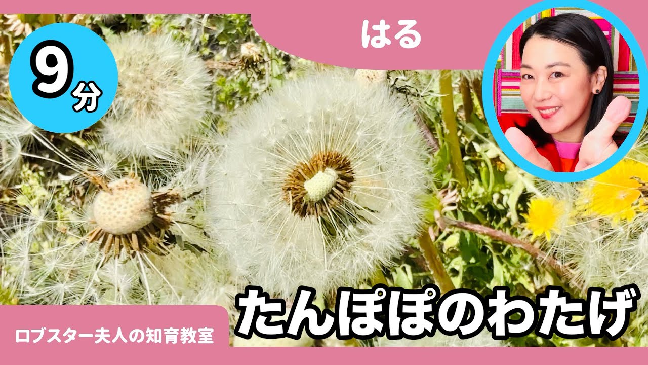 【春】たんぽぽのわたげをかんさつしよう【季節】