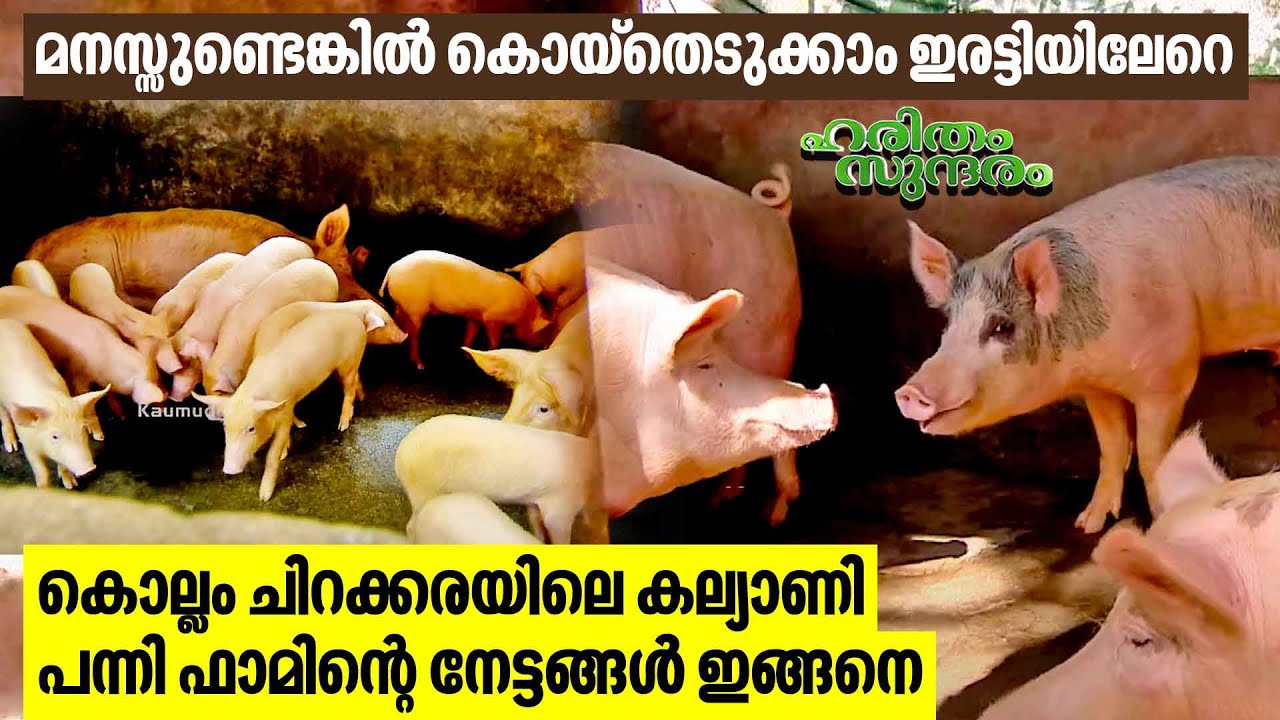 കൊല്ലം ചിറക്കരയിലെ കല്യാണി പന്നി ഫാമിന്റെ നേട്ടങ്ങൾ ഇങ്ങനെ | Pig Farm | Haritham Sundaram EP 471