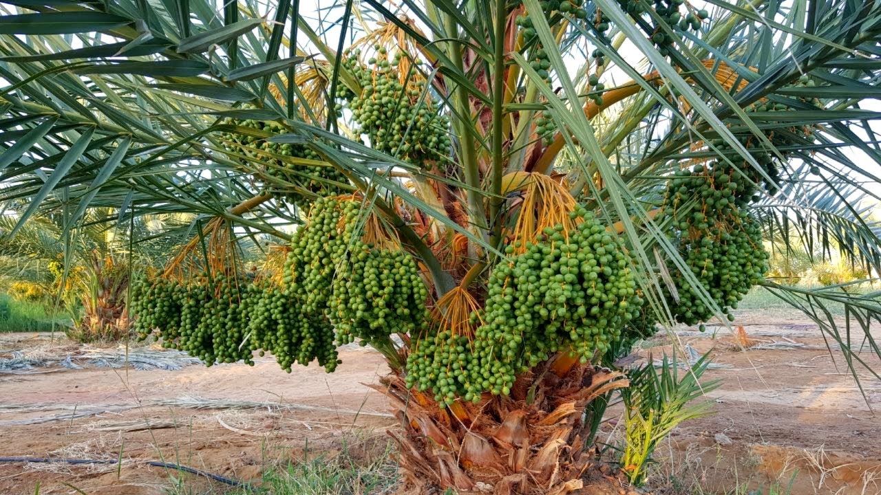 نجاح زراعة نخيل المجدول في الأرض الرملية || عملة التقويس والخف في نخيل المجدول بالوادي الجديد 💥💥