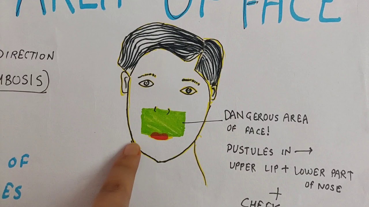 Dangerous Area of Face Anatomy Simplified! | HNF Anatomy