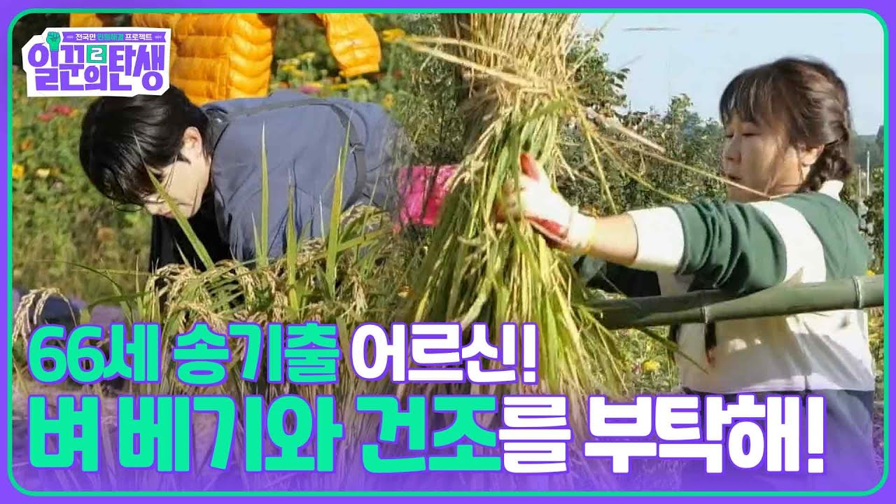 66세 송기출 어르신! 벼 베기와 건조를 부탁해! [일꾼의 탄생 시즌2] | KBS 251112 방송