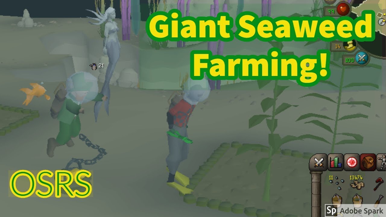 Giant Seaweed farming Guide OSRS - Great for Ironmen!