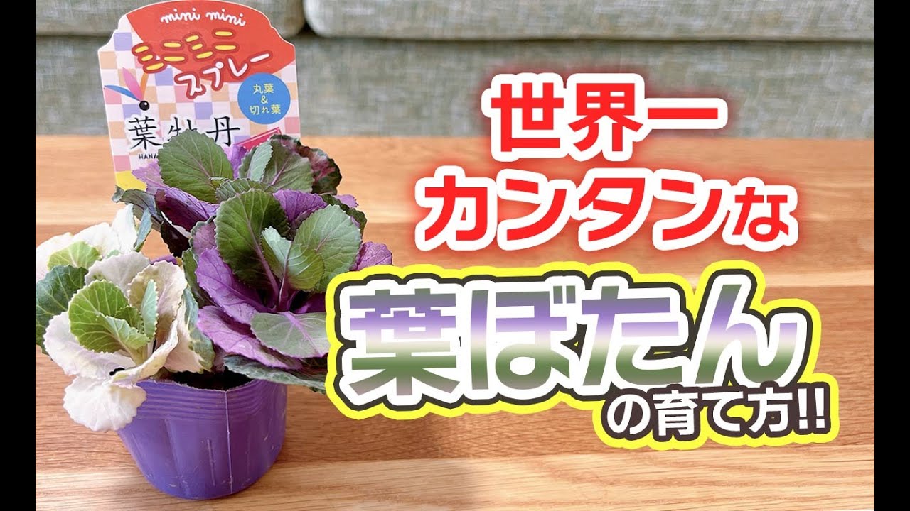 世界一カンタンな葉牡丹の育て方