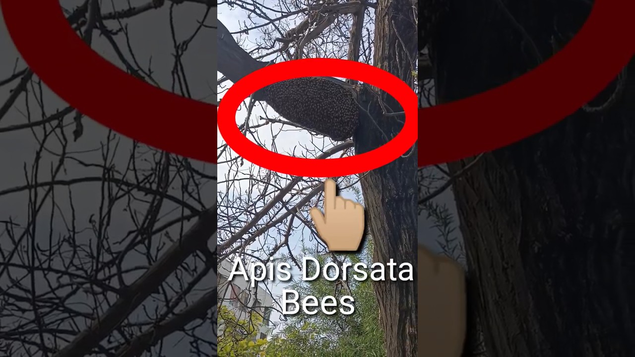 OMG! apis dorsata dangerous swarm | #shorts #honeybees #killerbees #beekeeping #shortsfeed #winter
