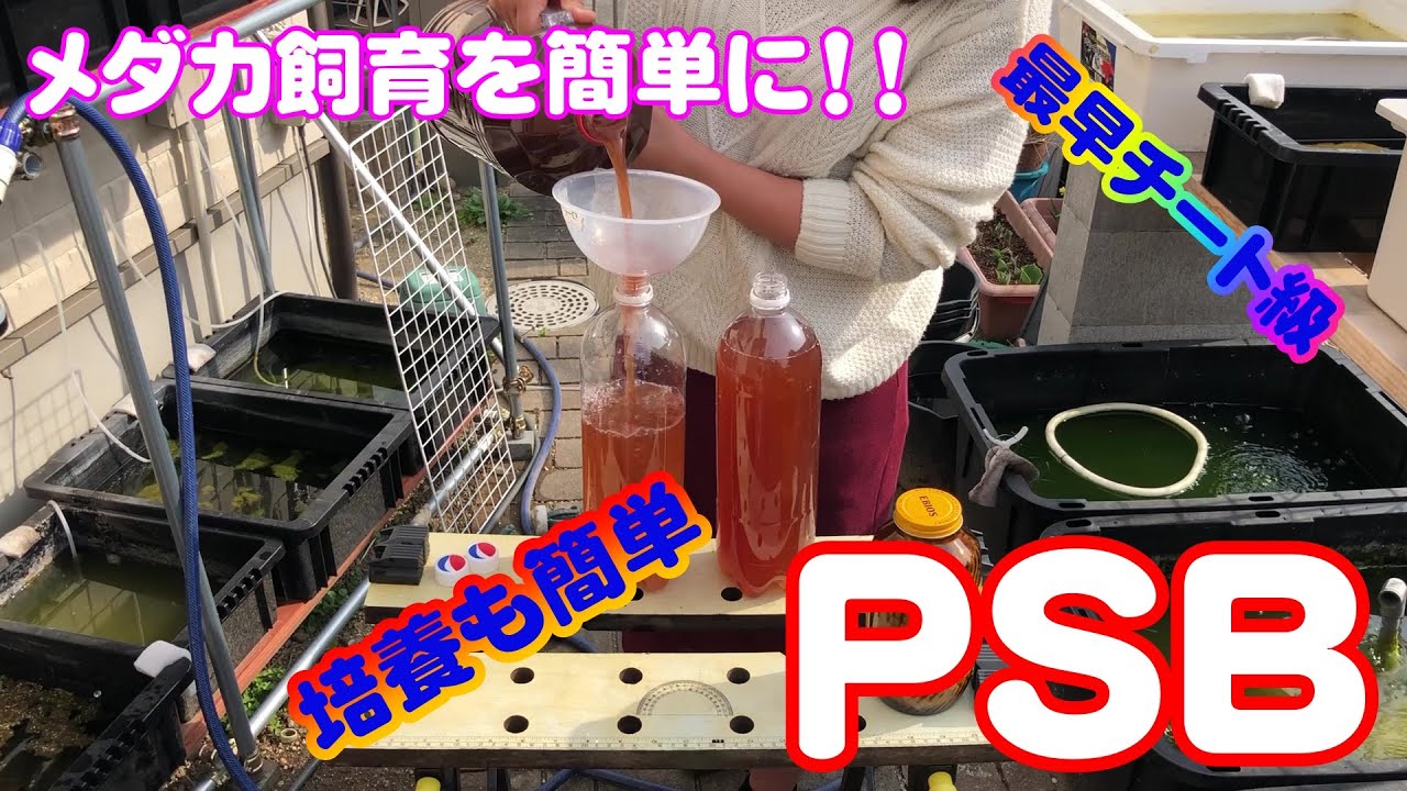 【ＰＳＢ】光合成細菌を増やしてメダカ飼育を簡単に　嫁ちゃんが培養！　Ｂ型おやじ