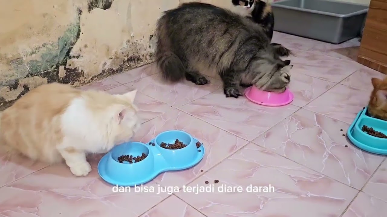 Ciri-ciri Kucing Cacingan dan Cara Mengatasi Kucing Cacingan 