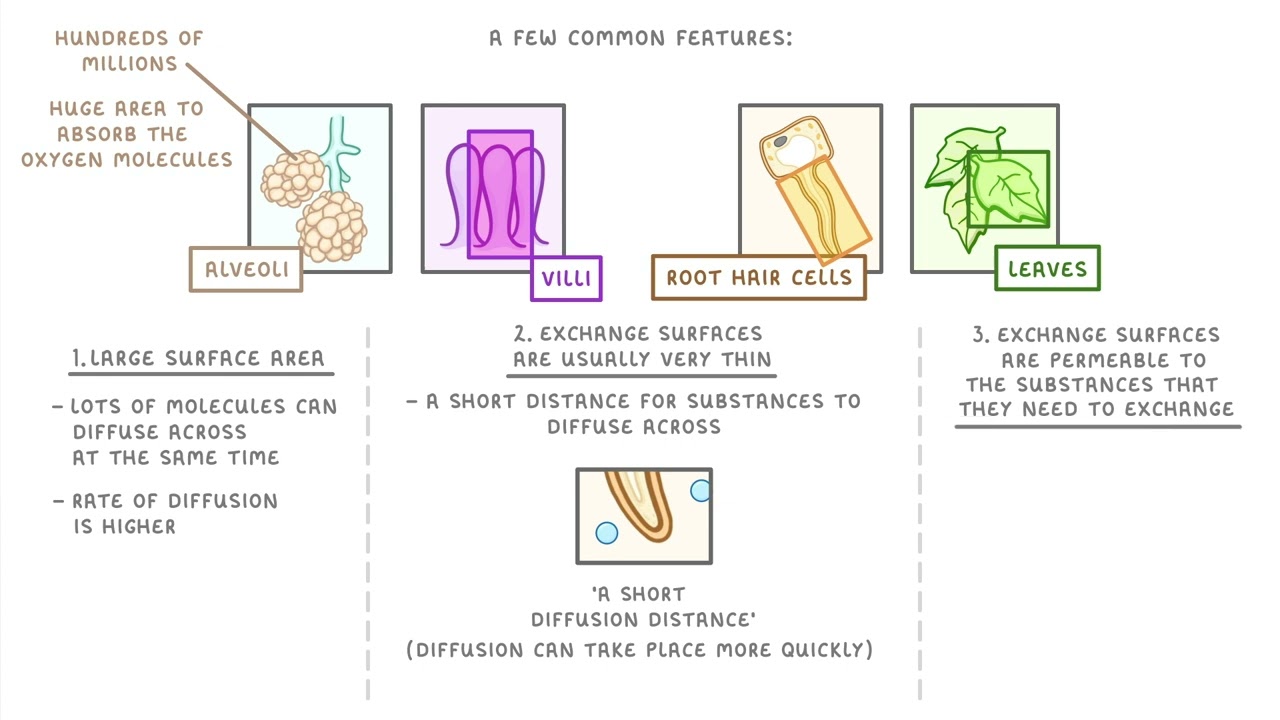 Specialised Exchange Surfaces | GCSE Biology | Propello