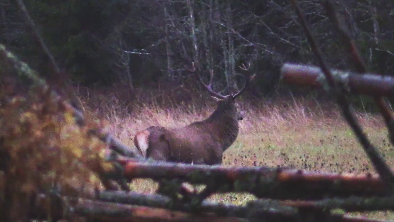 Vildmarken UNCUT: Kronhjort intill jaktstugan