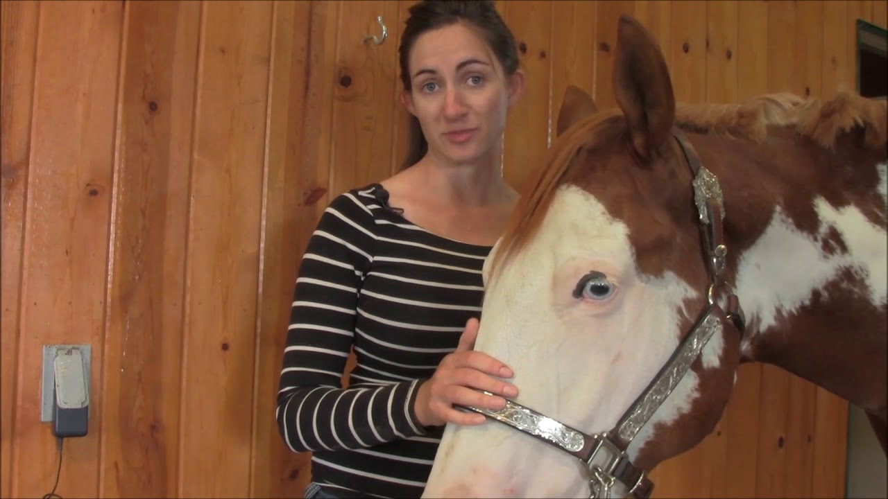 Showmanship: Fitting a Halter