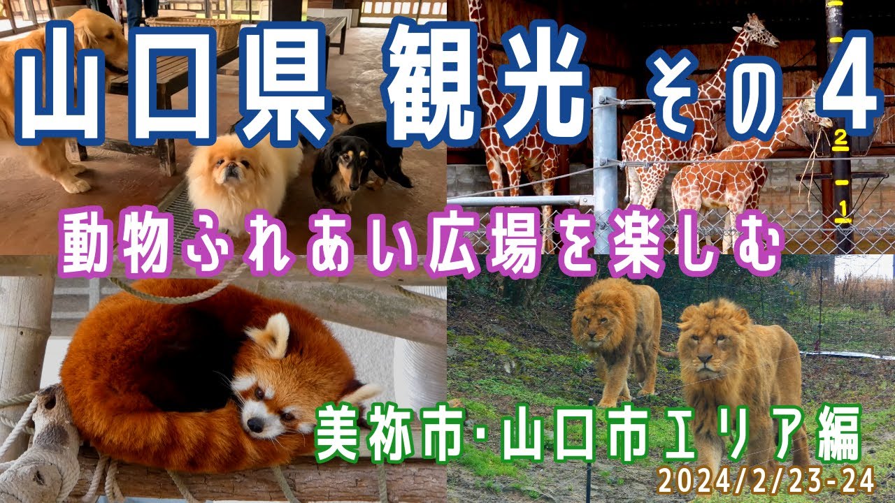 【山口観光(1泊2日)#4】美祢市･山口市エリア観光(秋吉台自然動物公園サファリランド/サファリゾーン探検/自家用車/動物ふれあい広場)※2024.02.23-24