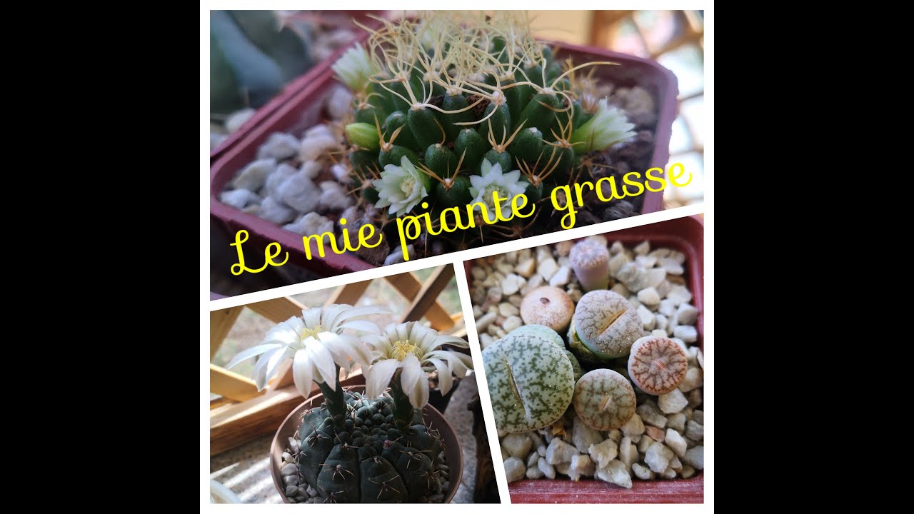 Le mie piante Grasse 2020