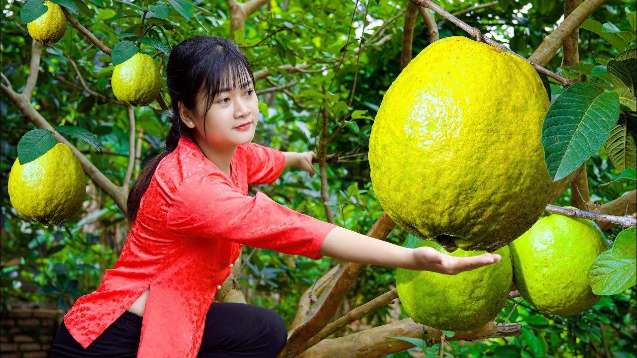 [ASMR COOKING FOOD] How to Harvesting Super Large Guavas - Make Guava Salad To Cool Down This Summer