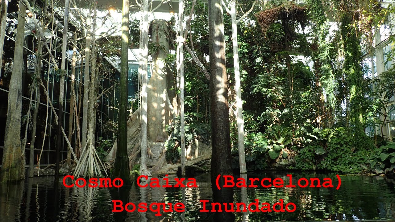 Cosmo Caixa (Barcelona): Bosque inundado