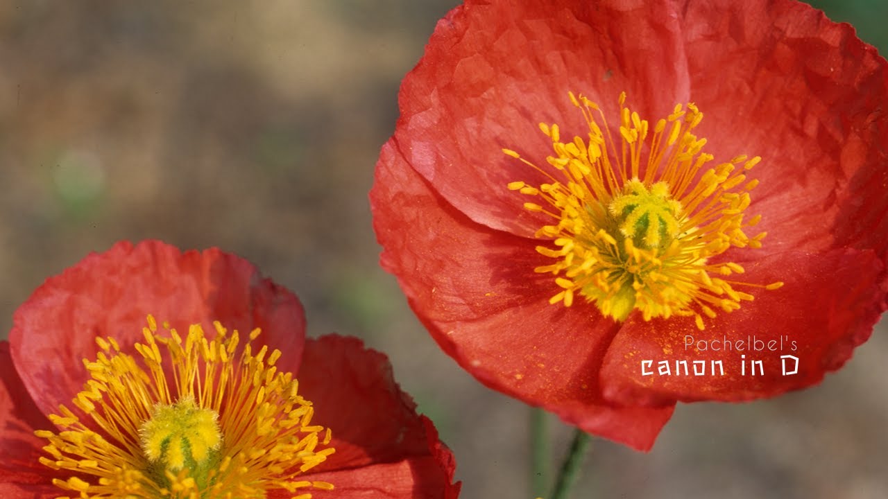 Pachelbel's canon D / 파헬벨 캐논 D
