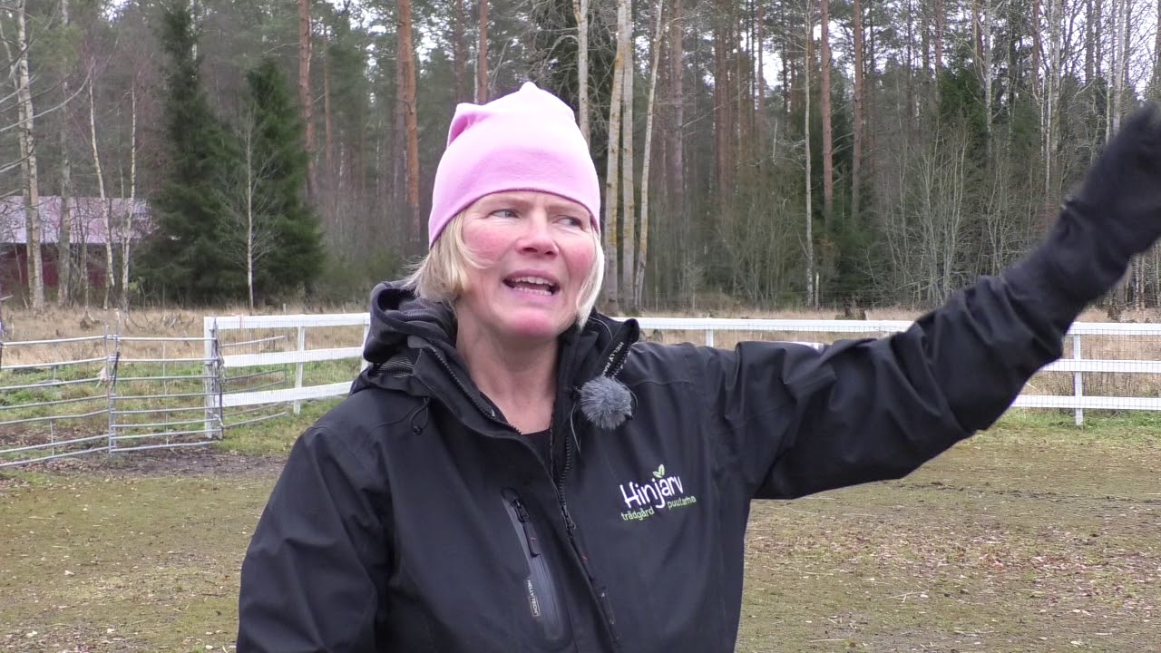 18 16 Fårvallning
