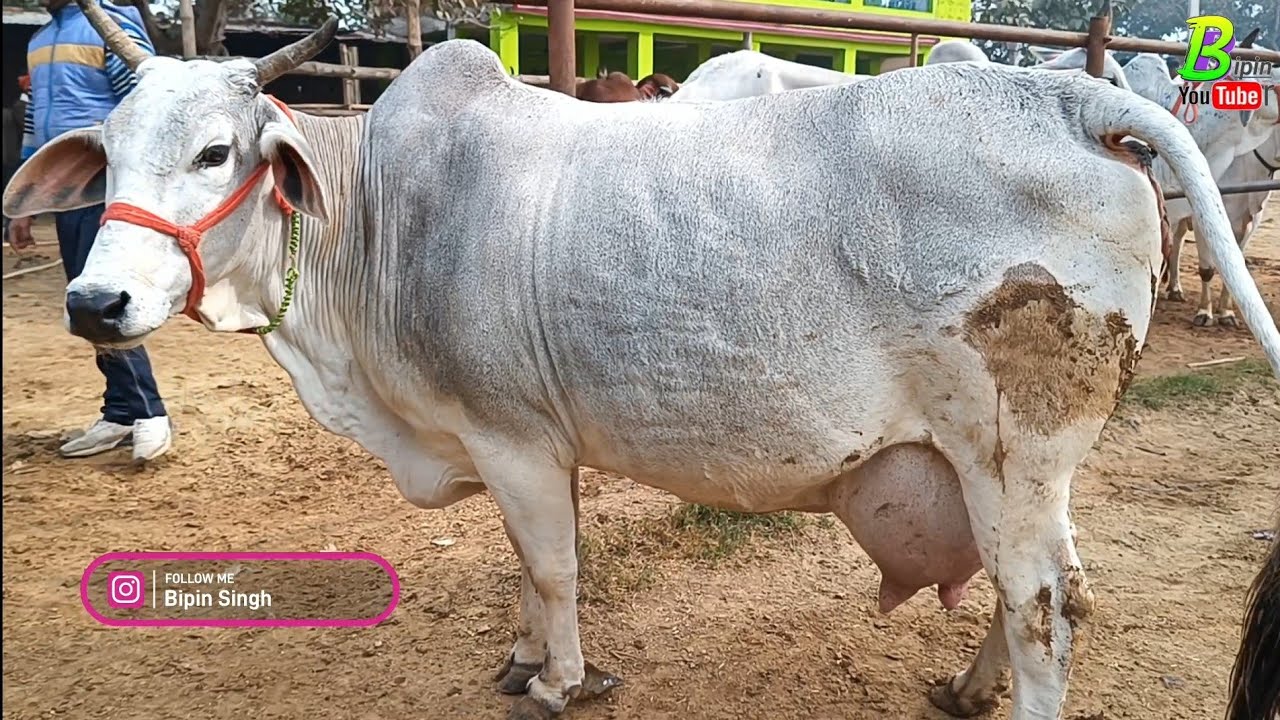 घर में रखने वाली हर तरह की देसी गाय मिल रही है सस्ती दाम में बिहार के चौसा मंडी में  | Chausa Haat