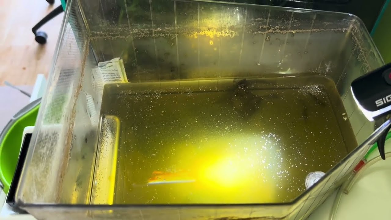 Artemia dauerhaft halten - Aqua. to go Hack Nr. 31 #artemia