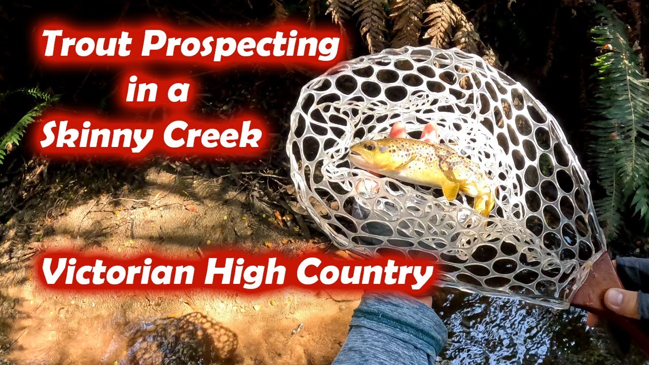 Trout Prospecting in a skinny creek, Victorian High Country | BFS trout fishing