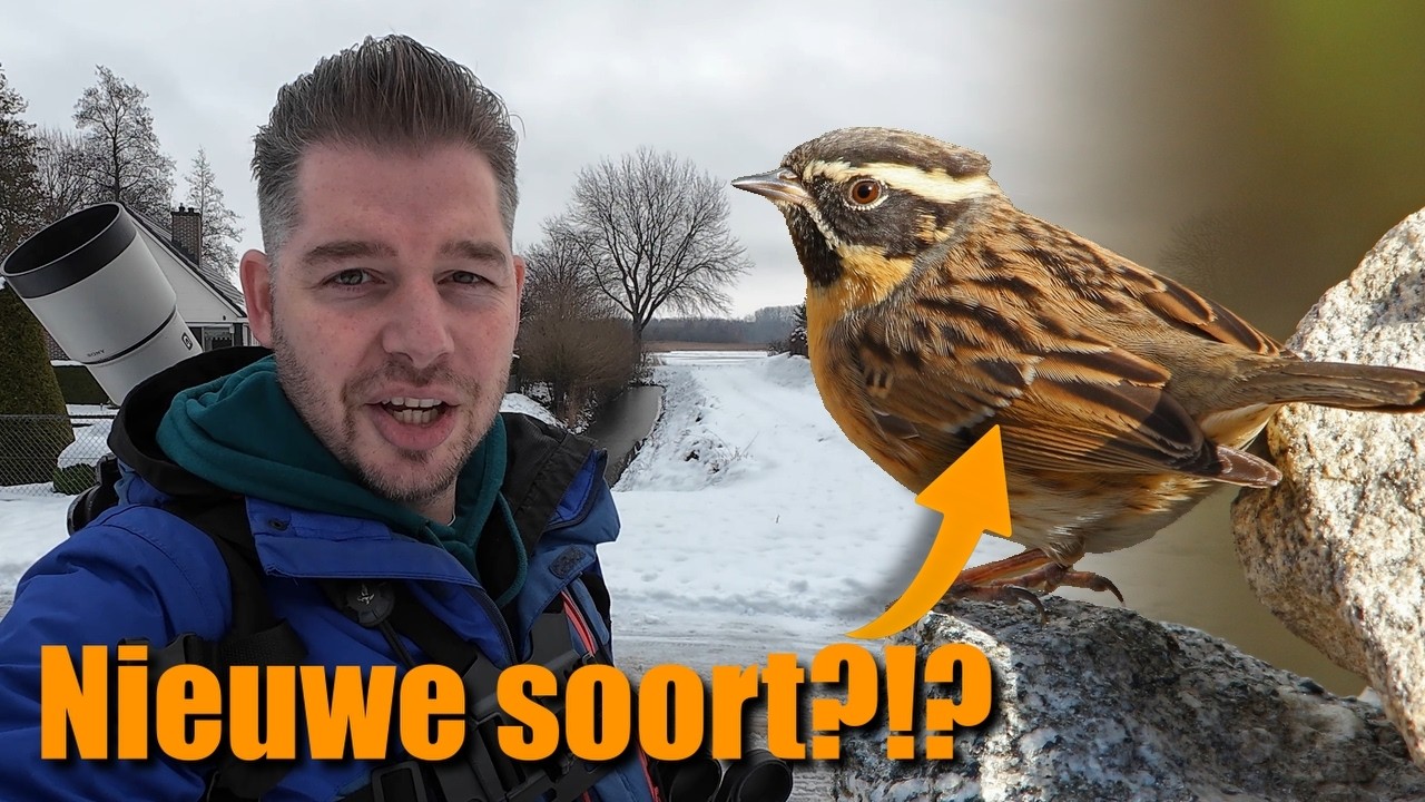 NIEUWE vogelsoort tijdens winters vogelavontuur???