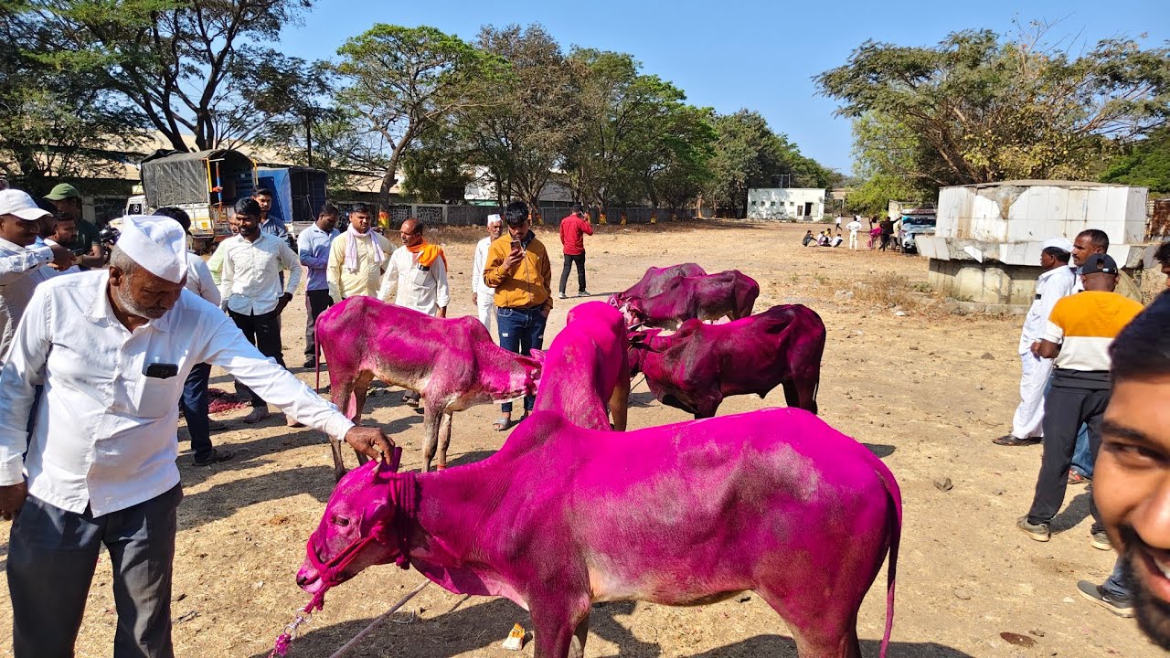 तामिळनाडुचे मैसूरी खोंड लासलगांव बाजारात (बापू पुरकर) एक से बढ़कर एक वार बुधवार दि.26/02/2026