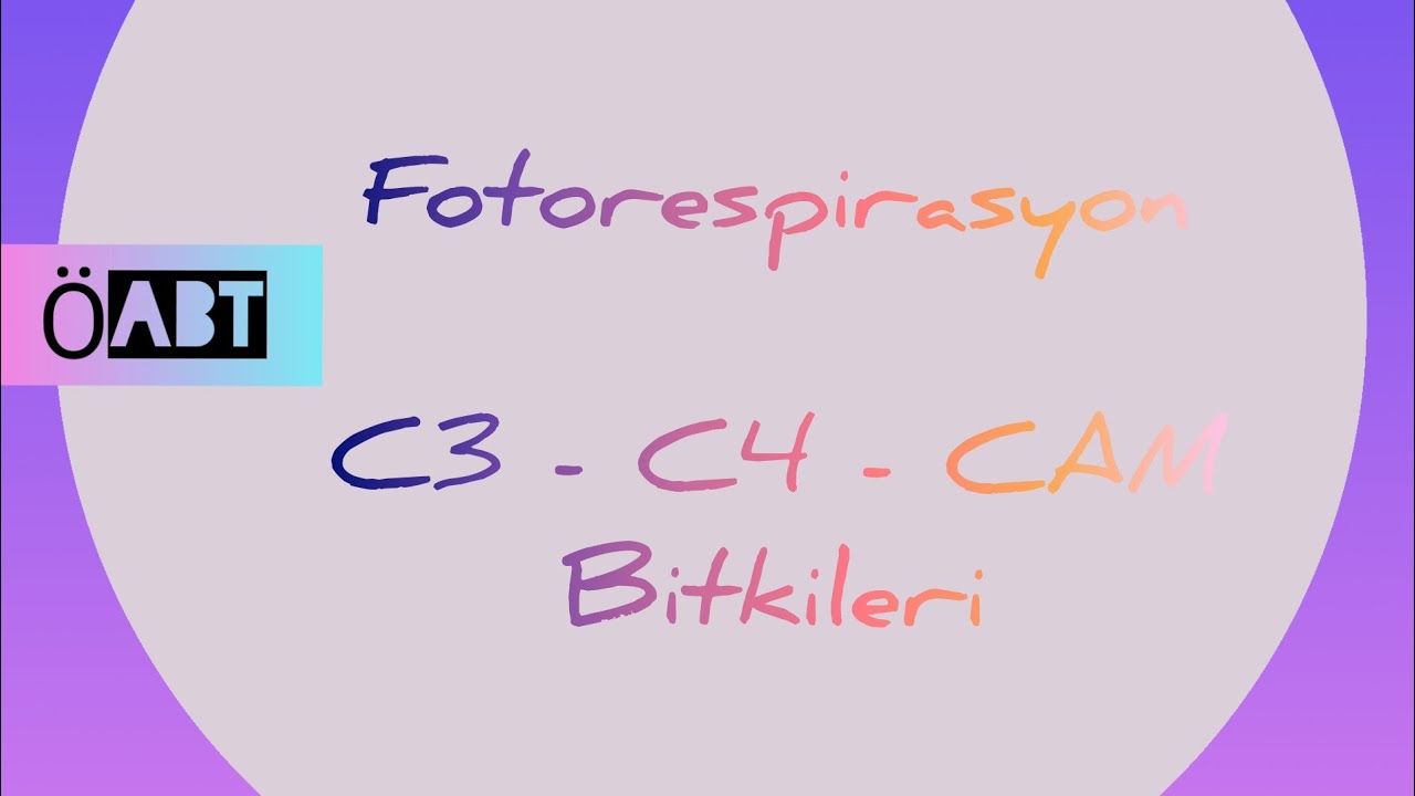 69) Fotorespirasyon - C3 - C4 - CAM Bitkileri - &Ouml;ABT BİYOLOJİ