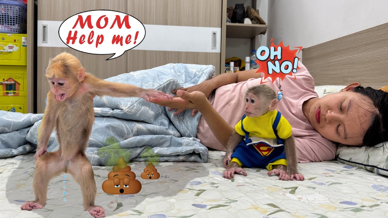 Lucky the monkey held it in all night, too scared to wake mom…and the sad ending will melt your heat