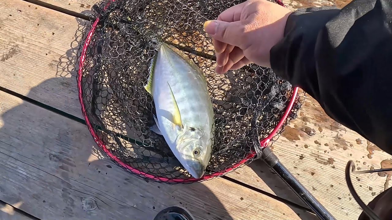 【海上釣堀】あなたに逢い鯛 父娘で新年運試し釣行【遠矢ウキ】