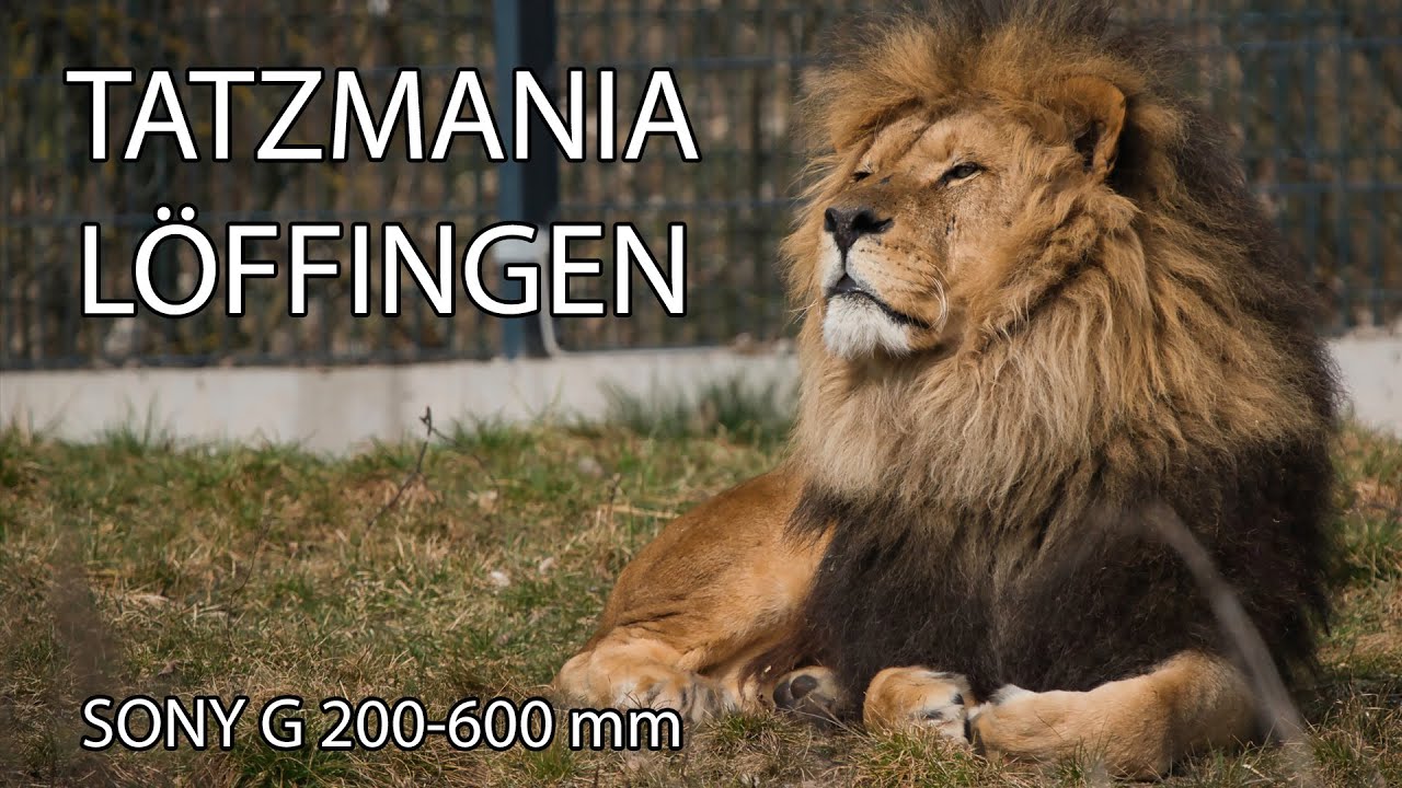 Tatzmania Löffingen | Erste Tour mit dem Sony G 200-600mm