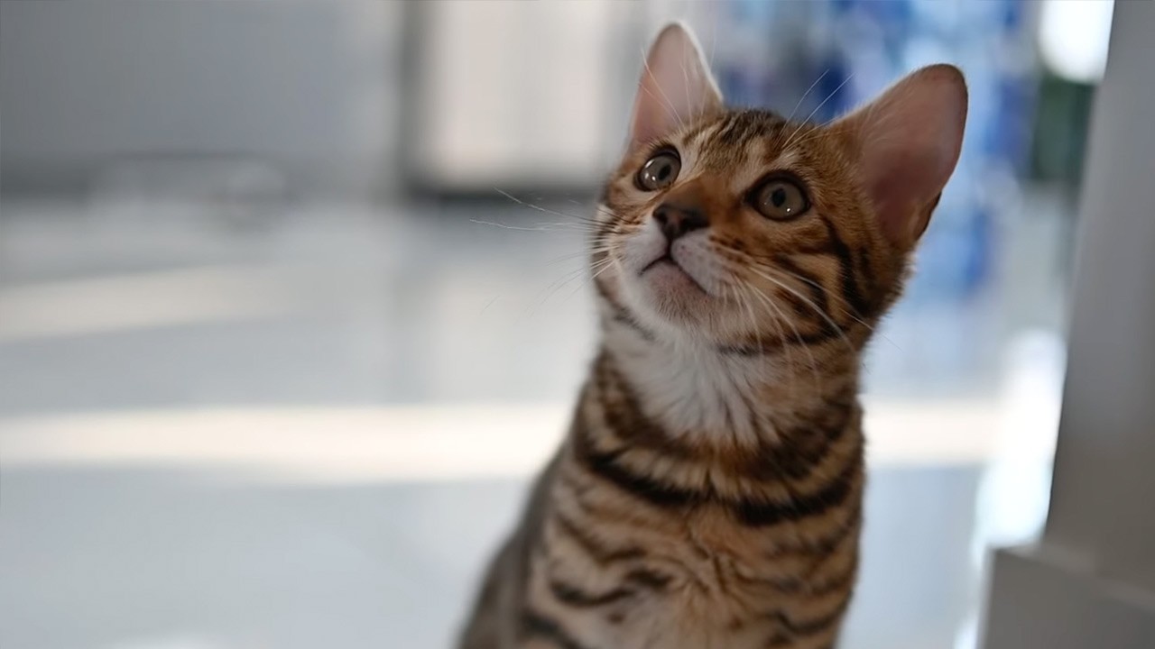 LIVE: WHAT Is This Bengal Kitten Doing?! 🐆😳