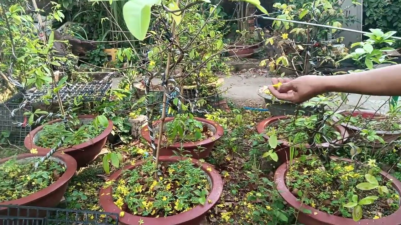 Mùng 5 tưới cử phân đầu tiên dưỡng cây 🌲
